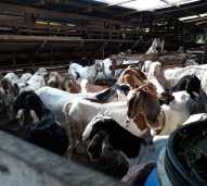 BIBIT KAMBING JAWARANDU