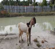 Bibit Kambing Jantan