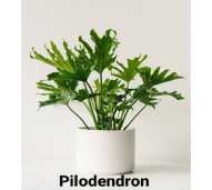 Tanaman Hias Pillowdendron