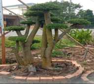 Bonsai Taman