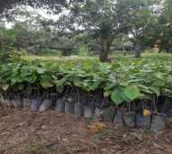 Seedling Buah duku